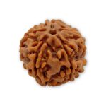 gitanjali natural 5 flve mukhi rudraksha with certified