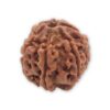 gitanjali natural 6 six mukhi rudraksha with certified